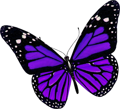 butterfly_PNG1056